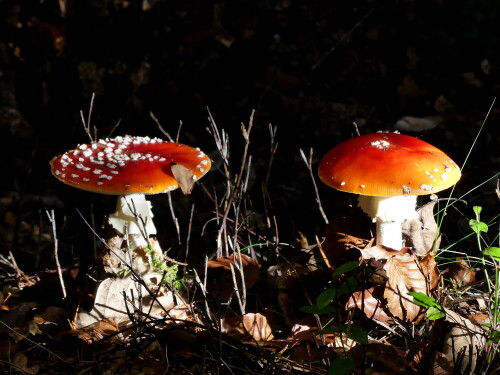 

Aufnameort: Triesdorf im Wald Bereich Thiergarten
Kamera: Panasonic Lumix FZ 300