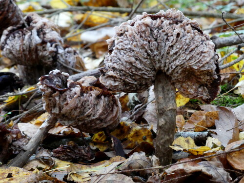 

Aufnameort: Triesdorf im Wald Bereich Thiergarten
Kamera: Panasonic Lumix FZ 300