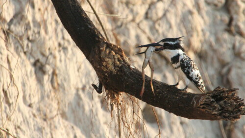 Aufnahme bei der Tierbeobachtung

Aufnameort: Okavango-Delta - Botswana
Kamera: Canon1300 D