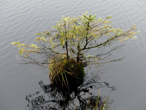 

Aufnameort: Fichtelsee
Kamera: Panasonic Lumix FZ 300