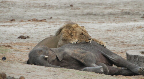 Aufnahme bei der Tierbeobachtung

Aufnameort: Hwange - Nationalpark - Zimbabwe
Kamera: Canon1300 D