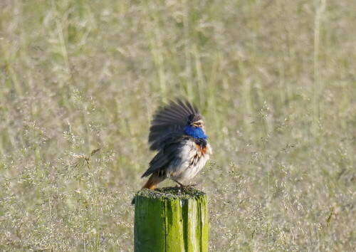 blaukehlchen-25806.jpeg