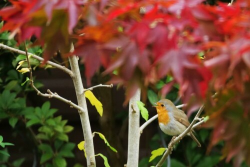 rotkehlchen-mit-herbstlaub-23738.jpeg