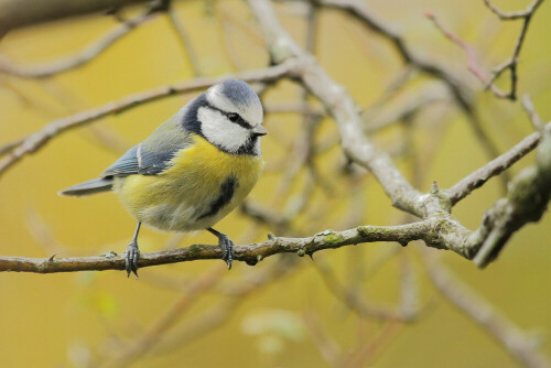 Blaumeise, Cyanistes caeruleus


Aufnameort: Odenwald
Kamera: Canon EOS 7D