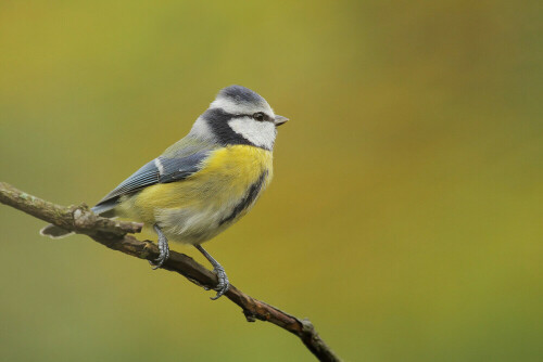 Blaumeise, Cyanistes caeruleus


Aufnameort: Odenwald
Kamera: Canon EOS 7D