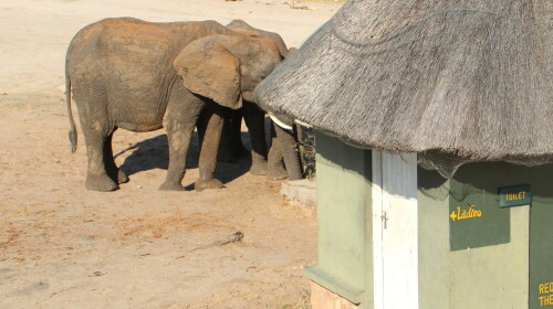 Aufnahme beim Tiere beobachten..

Aufnameort: Hwange - Nationalpark - Zimbabwe
Kamera: Canon1300 D