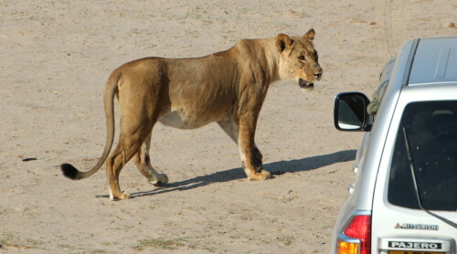 Aufnahme beim Tiere beobachten.

Aufnameort: Hwange - Nationalpark - Zimbabwe
Kamera: Canon1300 D