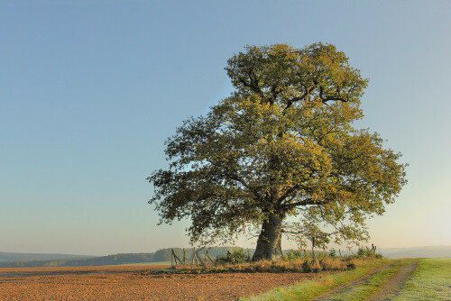 Russeneiche bei Rehbach

Aufnameort: Odenwald
Kamera: Canon EOS 60D