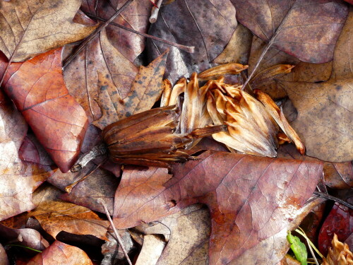 

Aufnameort: Arboretum Erdötelek Ungarn
Kamera: Panasonic Lumix FZ 300