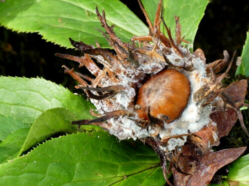 

Aufnameort: Arboretum Erdötelek Ungarn
Kamera: Panasonic Lumix FZ 300