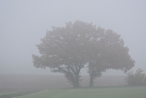 am "Zwergwald"

Aufnameort: Wetterau - Stammheim
Kamera: Nikon D7200