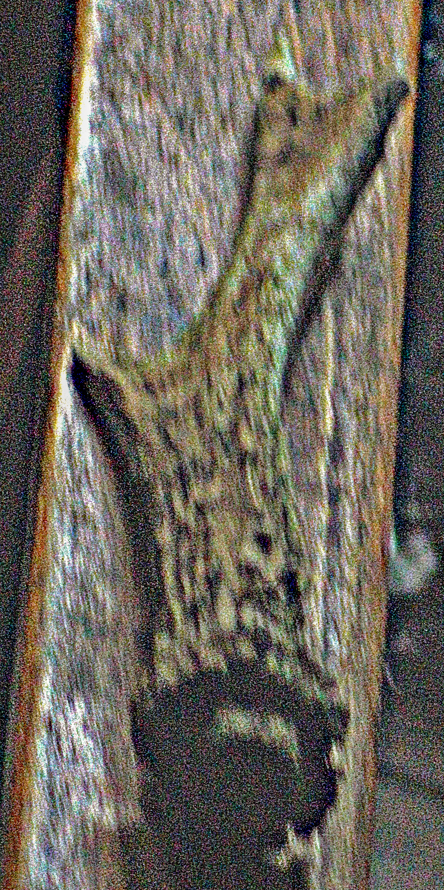 gehornstange-eines-rehbockes-c-23752.jpeg