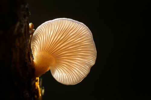 Dieser kleine Pilz war in Gesellschaft mit einigen anderen an einem Totholzast. Im Gegenlicht der Sonne leuchtete er wunderschön.

Aufnameort: Oberlausitz, Cunnewalde
Kamera: Sony A 77 II, Sony Makro