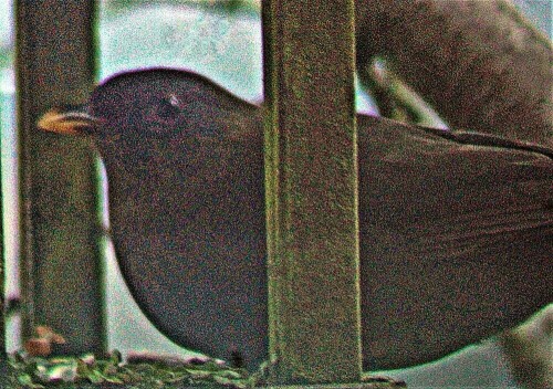 weibliche-amsel-turdus-merula--23767.jpeg