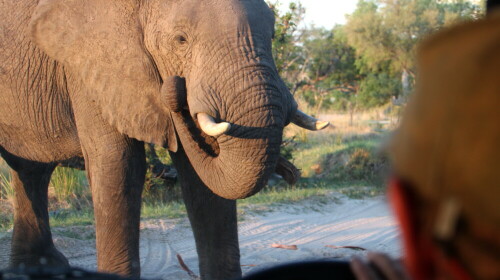 Aufnahme beim Tiere beobachten.

Aufnameort: Moremi - Botswana
Kamera: Canon1300 D