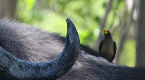 Aufnahme beim Tiere beobachten

Aufnameort: Moremi - Botswana
Kamera: Canon1300 D