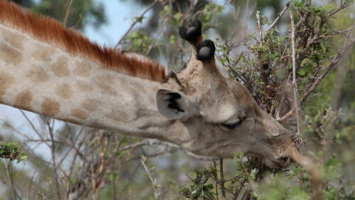 Aufnahme beim Tiere beobachten

Aufnameort: Moremi - Botswana
Kamera: Canon1300 D