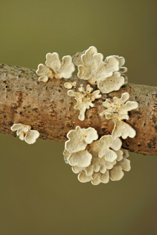 Adernzähling, Plicatura crispa



Aufnameort: Odenwald
Kamera: Canon EOS 7D