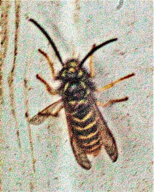 gemeine-wespe-vespula-vulgaris-l-1758-mannlich-23799.jpeg