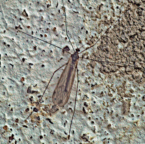 wintermucke-trichocera-hiemalis-meigen-1804-23801.jpeg