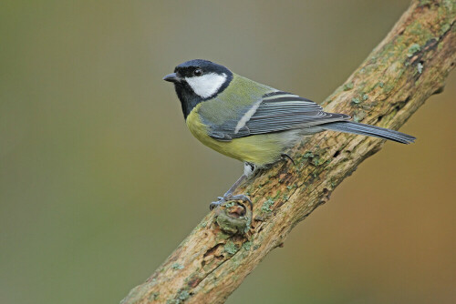 Kohlmeise, Parus major



Aufnameort: Odenwald
Kamera: Canon EOS 7D