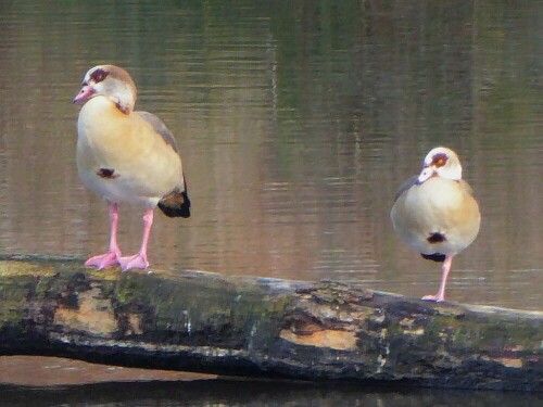 2 - 3 x im Jahr sind die Nilgänse auf der Durchreise. Sie konnten sich noch nicht entschließen zu bleiben, -- vielleicht besser so!?!?

Aufnameort: Lichternsee - Ulm/Donautal
Kamera: Panasonic Lumix TZ 71