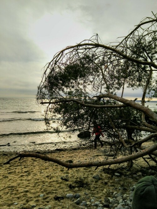 Der Zwischenstopp in der Nähe des Hafens Mukran war unfreiwillig. Belohnt wurde ich immerhin mit dem diesem Bild einer umgestürzten Kiefer.

Aufnameort: Ostseestrand in der Nähe des Hafens Mukran
Kamera: Fairphone 2