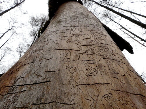 

Aufnameort: Triesdorf im Wald Bereich Thiergarten
Kamera: Panasonic Lumix FZ 330