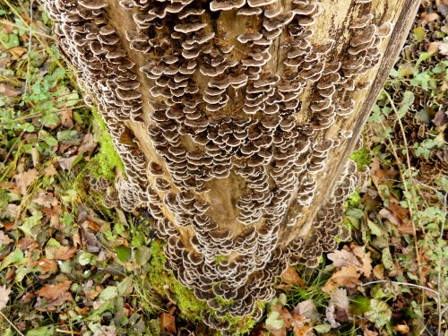 

Aufnameort: Triesdorf im Wald Bereich Thiergarten
Kamera: Panasonic Lumix FZ 330