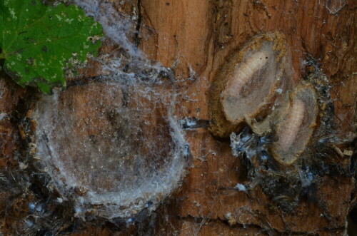 

Aufnameort: Triesdorf im Wald Bereich Thiergarten
Kamera: Panasonic Lumix FZ 300