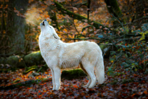 Heulender Polarwolf an einem kalten Novembertag 2019

Aufnameort: Wolfspark Werner Freund in Merzig
Kamera: Canon EOS 1Dx