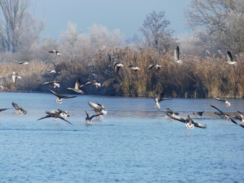 

Aufnameort: Altmühlsee
Kamera: Panasonic Lumix FZ 330