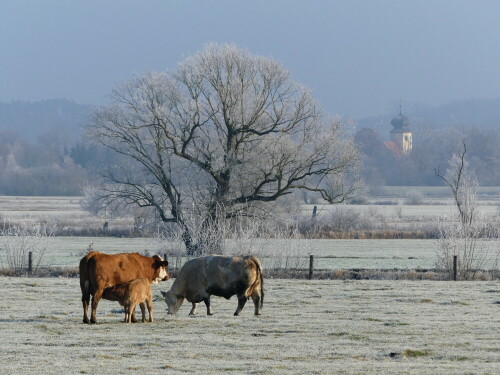 mutterkuh-mit-kalb-vor-muhr-am-see-im-raureif-23899.jpeg