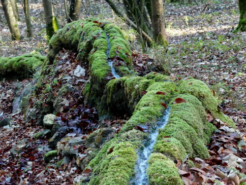 

Aufnameort: Wald bei Wolfsbronn
Kamera: Panasonic Lumix FZ 300