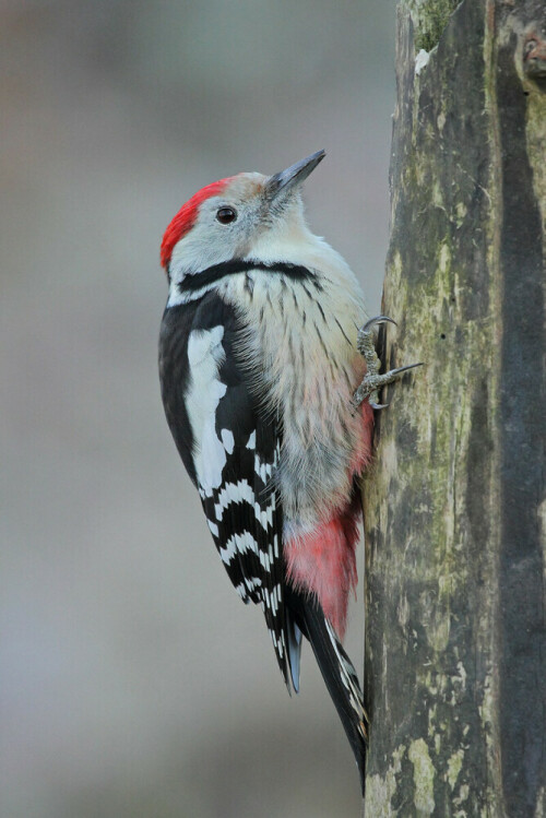 Mittelspecht, Leiopicus medius

Aufnameort: Odenwald
Kamera: Canon EOS 7D