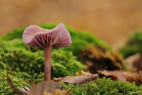 Violetter Lacktrichterling, Laccaria amethystina 



Aufnameort: Odenwald
Kamera: Canon EOS 7D