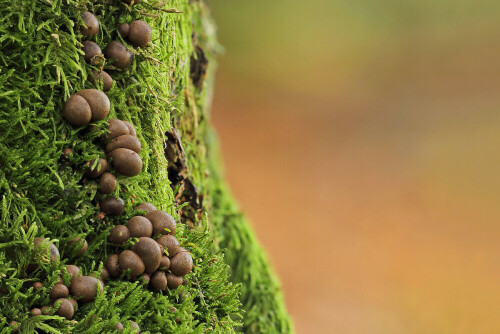 Blutmilchpilz, Lycogala epidendrum


Aufnameort: Odenwald
Kamera: Canon EOS 7D