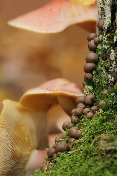 An einem Baumstamm:
Im Vordergrund sind Blutmilchpilze (Lycogala epidendrum)
Im Hintergrund der rötliche Holzritterling (Tricholomopsis rutilans)



Aufnameort: Odenwald
Kamera: Canon EOS 7D