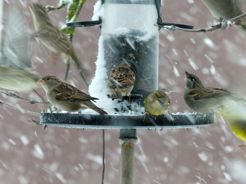 flocken-und-vogeltanz-23946.jpeg