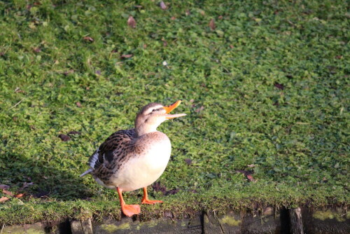 Stockente am anderen Ufer

Aufnameort: Borken
Kamera: Eos 700