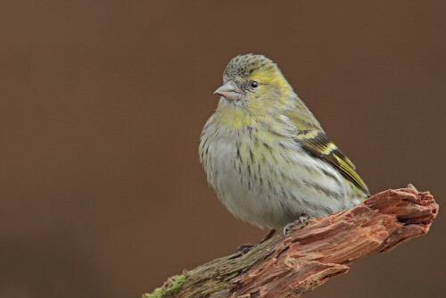 Zeisig im Garten

Aufnameort: Odenwald
Kamera: Canon EOS 60D