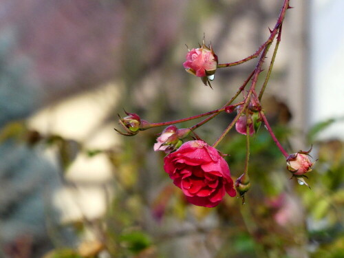 24-12-2019-weihnachtsrosen-23974.jpeg