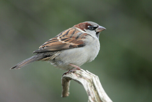 Haussperling, Passer domesticus


Aufnameort: Odenwald
Kamera: Canon EOS 60D