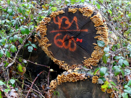 

Aufnameort: Triesdorf im Wald Bereich Thiergarten
Kamera: Panasonic Lumix FZ 300