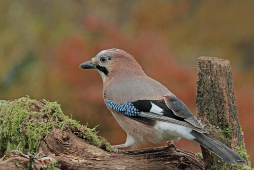 Eichelhäher, Garrulus glandarius


Aufnameort: Odenwald
Kamera: Canon EOS 7D