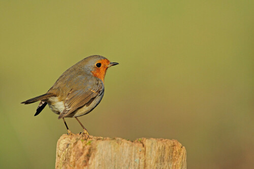 Rotkehlchen, Erithacus rubecula


Aufnameort: Odenwald
Kamera: Canon EOS 7D