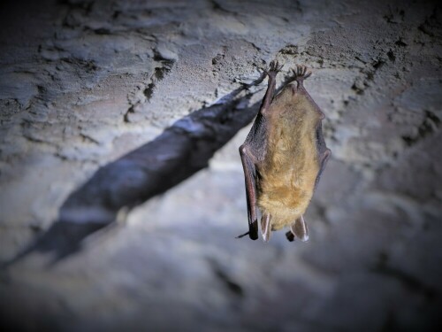 Im Winterschlaf. Wie ein kleiner Vampir hängt diese Fledermaus in einem ehemaligen Eiskeller von der Decke.

Aufnameort: Bei Dannenberg
Kamera: Canon EOS R