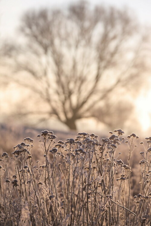 frostiger-morgen-23982.jpeg