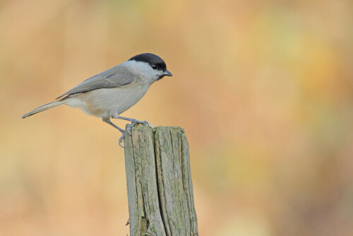 Sumpfmeise, Parus palustris

Aufnameort: Odenwald
Kamera: Canon EOS 7D