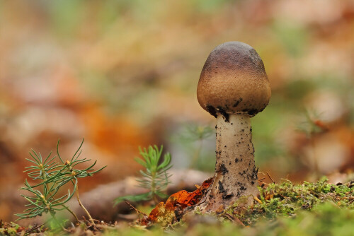 Rehbrauner Dachpilz, Pluteus cervinus

Aufnameort: Odenwald
Kamera: Canon EOS 7D